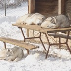 IncaDesiTenzingSleep2071.jpg