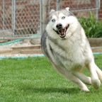 jackrunning.jpg