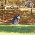 LaraSheep4828.jpg