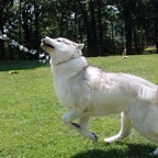 Mitzy2842sm.jpg