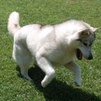 Mitzy2844sm.jpg