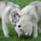 Shadow&Ice2.jpg