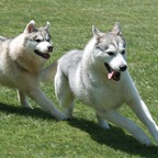 Vanna&Finn2829sm.jpg