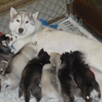 Bea&pups0931.jpg