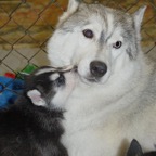 Bea&pups0947.jpg