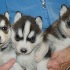 Bea3BlkF4wks.jpg