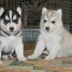 beaMollypups0826.jpg