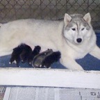 Beapuppies.jpg
