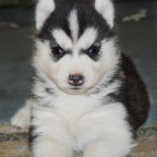 Mollypup0848.jpg