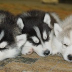 Mollypups0999.jpg