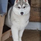 Aizik as a puppy-2.jpg