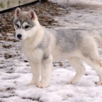 Aizik as a puppy-3.jpg