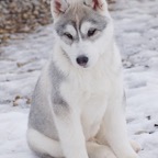 Aizik as a puppy-4.jpg