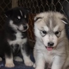 WilhelminaDrifter6659lw.jpg