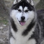 Duke5275lw.jpg