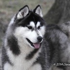 Duke5276lw.jpg