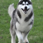 Duke5289lw.jpg