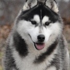 Duke5317lw.jpg