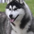 Duke5320lw.jpg