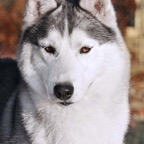Finn5486lw.jpg