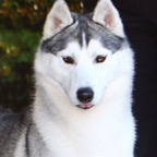 Finn7158lw.jpg