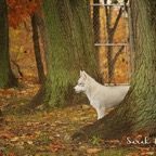 Flyer9554lw.jpg