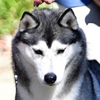 Donna_Beckman_Siberian_Head.JPG