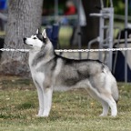 Siberian6.jpg