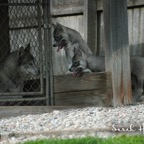 Matrix&pups1953lw.jpg