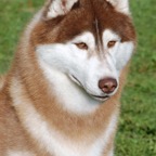 Rupert.jpg