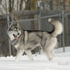 Shadow0259lw.jpg