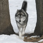 Shadow0360lw.jpg