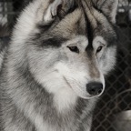 Shadow0404lw.jpg