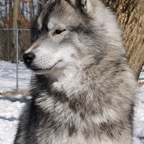 Shadow6739lw.jpg