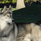Shadow8619lw.jpg