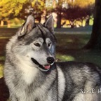Shadow8641Blw.jpg