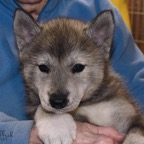 AirickaF6wks4215lw.jpg