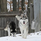 Freyja4800lw.jpg