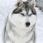 Freyja4807.jpg