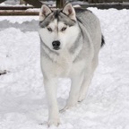 Gracie7589lw.jpg