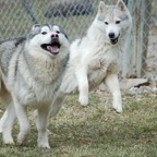 Tally&Ice.jpg
