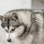 Inka0428lw.jpg