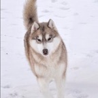 Kiska3784lw.jpeg