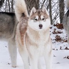 Kiska3882lw.jpeg