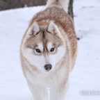 Kiska3884lw.jpeg