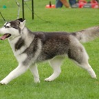 Kyra1255.jpg