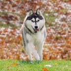 Kyra1617blurlw.jpg