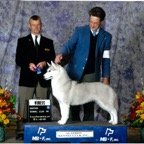 Magic WB AKC .jpg