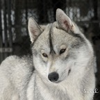 Owl0111lw.jpg