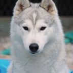 Snowy3076sm.jpg